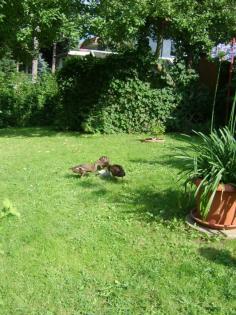 Tausche Laufenten Erpel gegen Ente